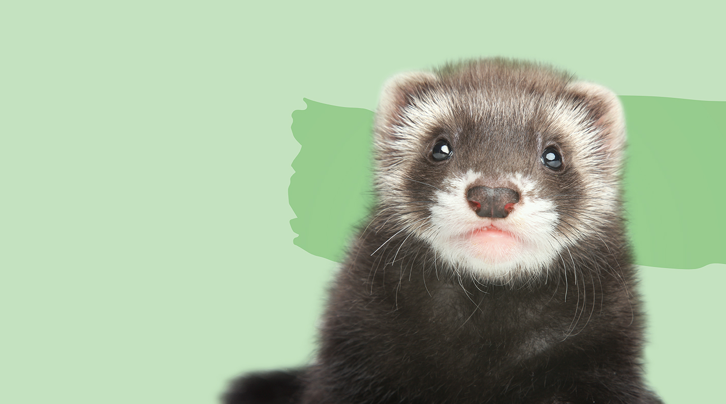 Images Vet & Cie Brossard | Vétérinaire indépendant & québécois, Toilettage, Parc canin, Urgences chiens et chats | Montérégie