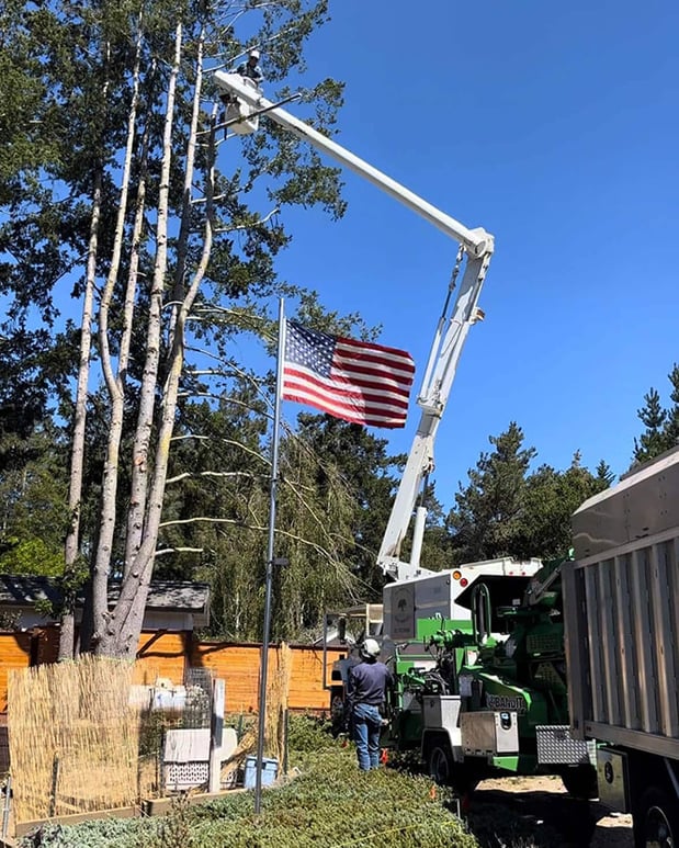 Images La Sirenita Tree Service