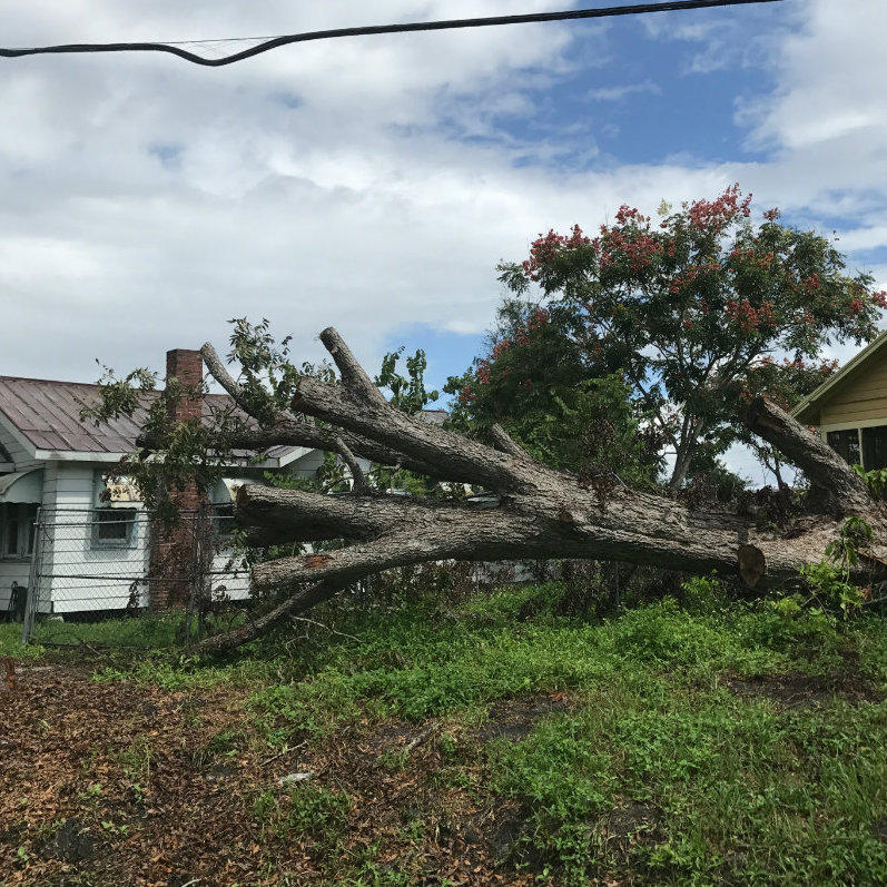 Aardvark Tree Services, LLC Photo