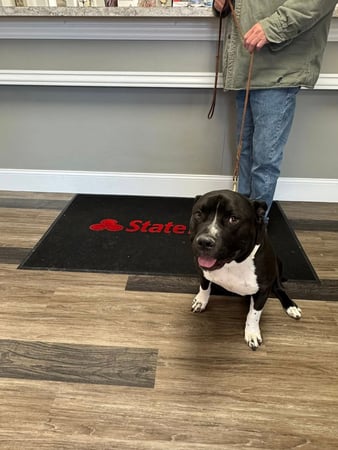 Images Katie Tobias - State Farm Insurance Agent