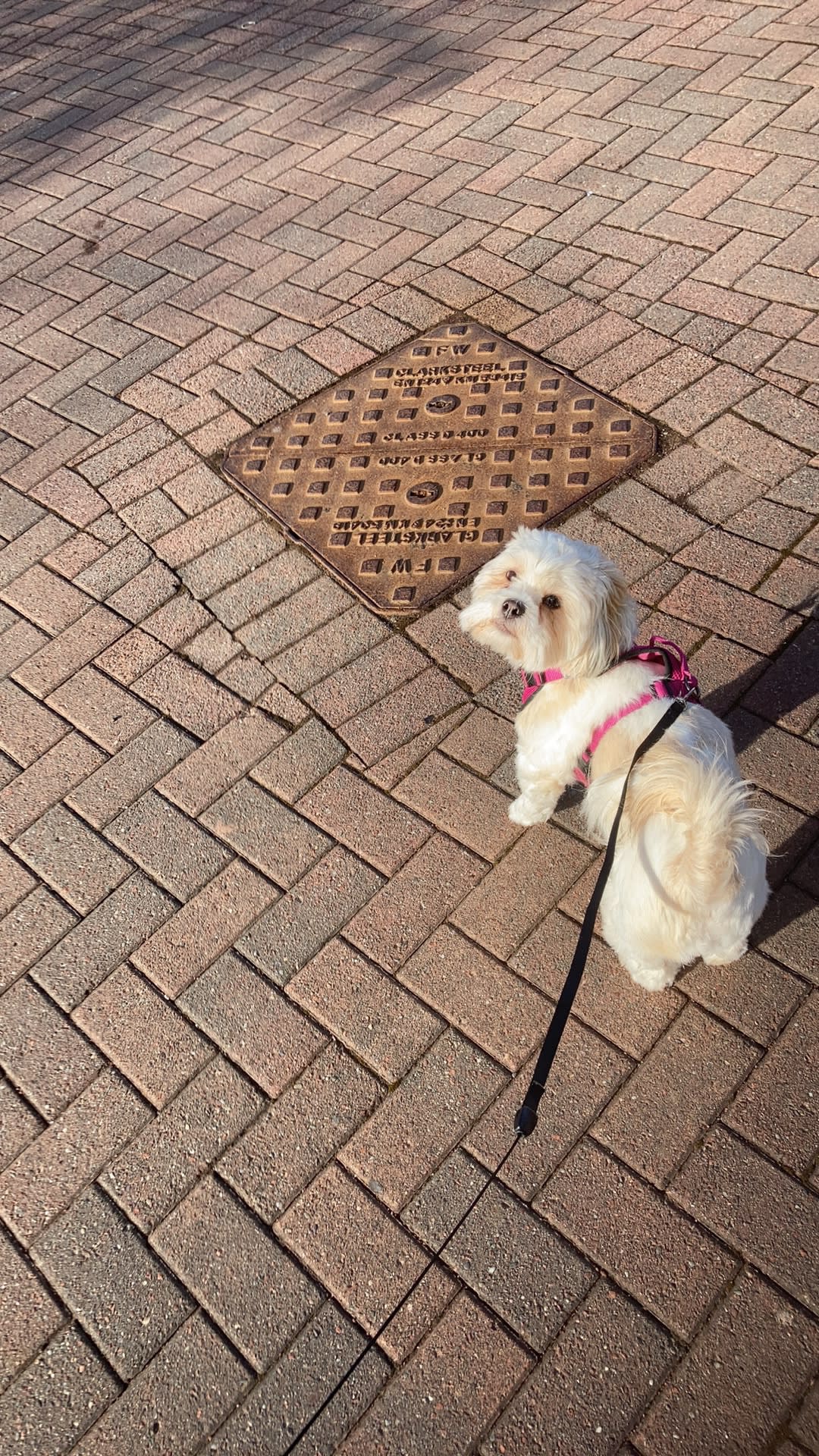 Images Drysdale Dog Walking & Pet Sitting Service