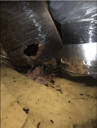 Images Delta Pest Services Inc.