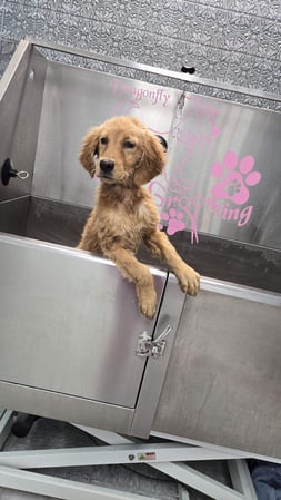 Images Dragonfly Dog Grooming LLC