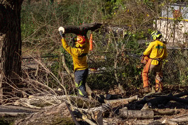 Images Petree Arbor Lawn & Landscape, INC