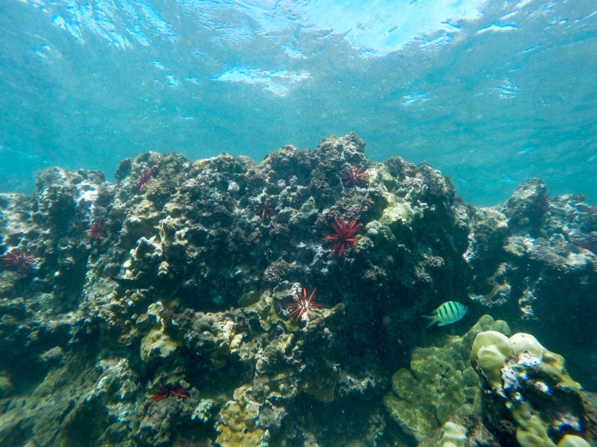The best place for snorkeling at Ulua Beach is the right-hand side, where Ulua and Mokapu beaches meet. There are lava fingers that stick out of the water which serves as a great reef system for coral and other marine life. The water was only about 10-15 ft or so, and the water temperature was about 80 degrees, so the conditions were perfect for average snorkelers like us.