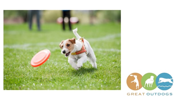 Images Great Outdogs