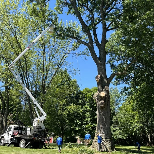 Images Spears Tree Experts Inc.