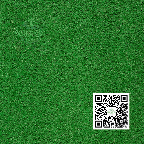 Images Waterloo Turf Austin