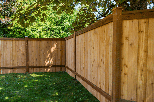 Images Rare Bears Fencing