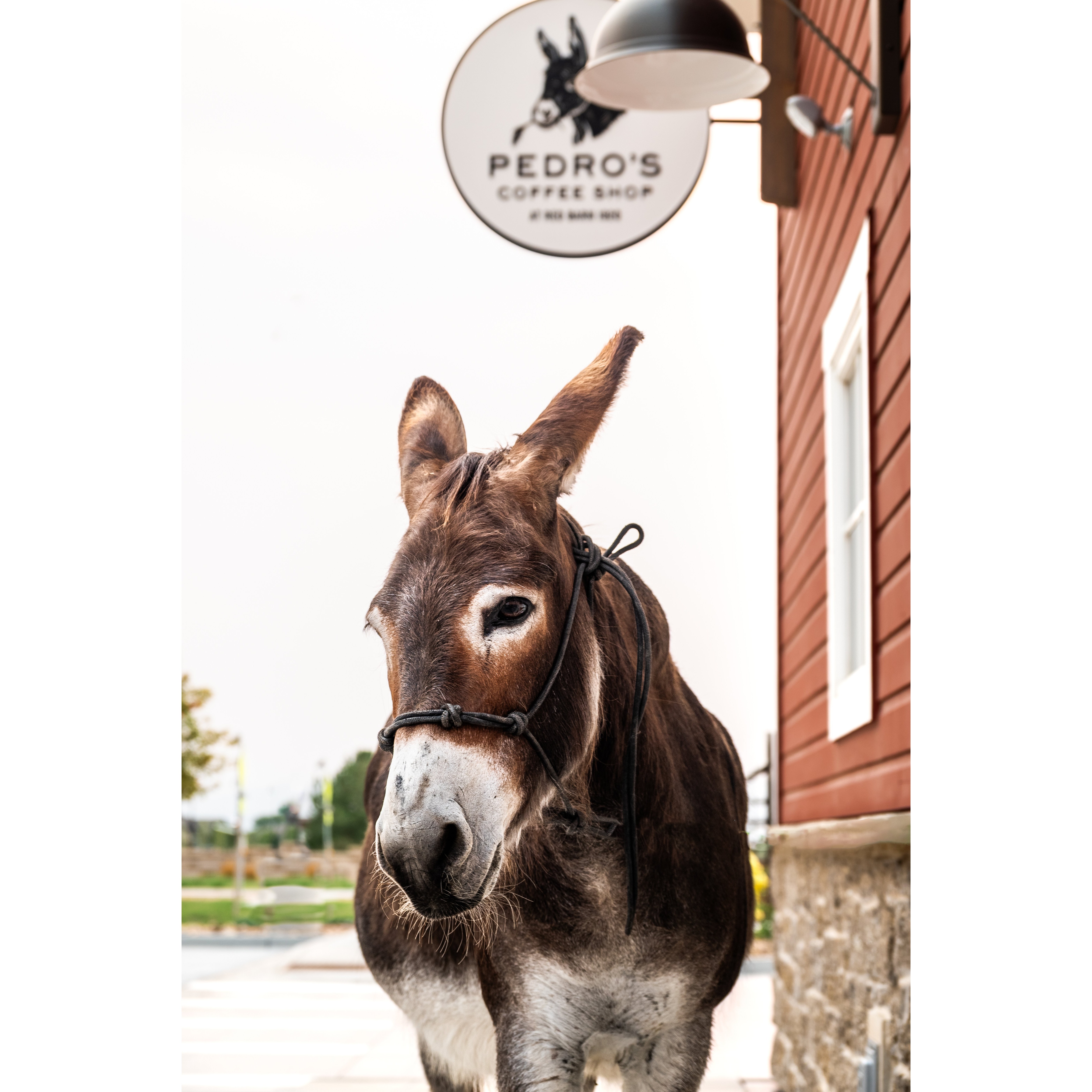 Pedro's Coffee Shop Image