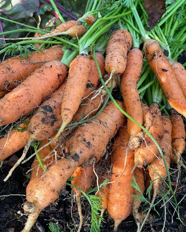 Images Edible Gardens Inc