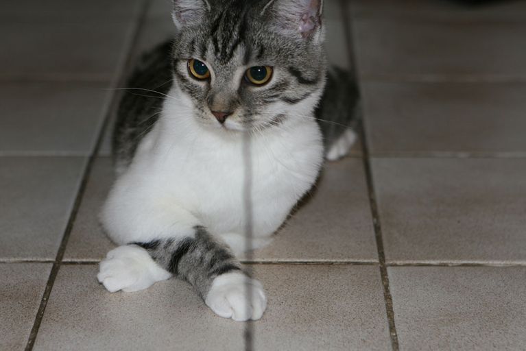 Bild 4 von Tierambulatorium Steinsee Mag. Judith Danzinger