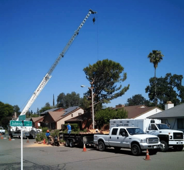 Images John Ayers Tree Surgeons