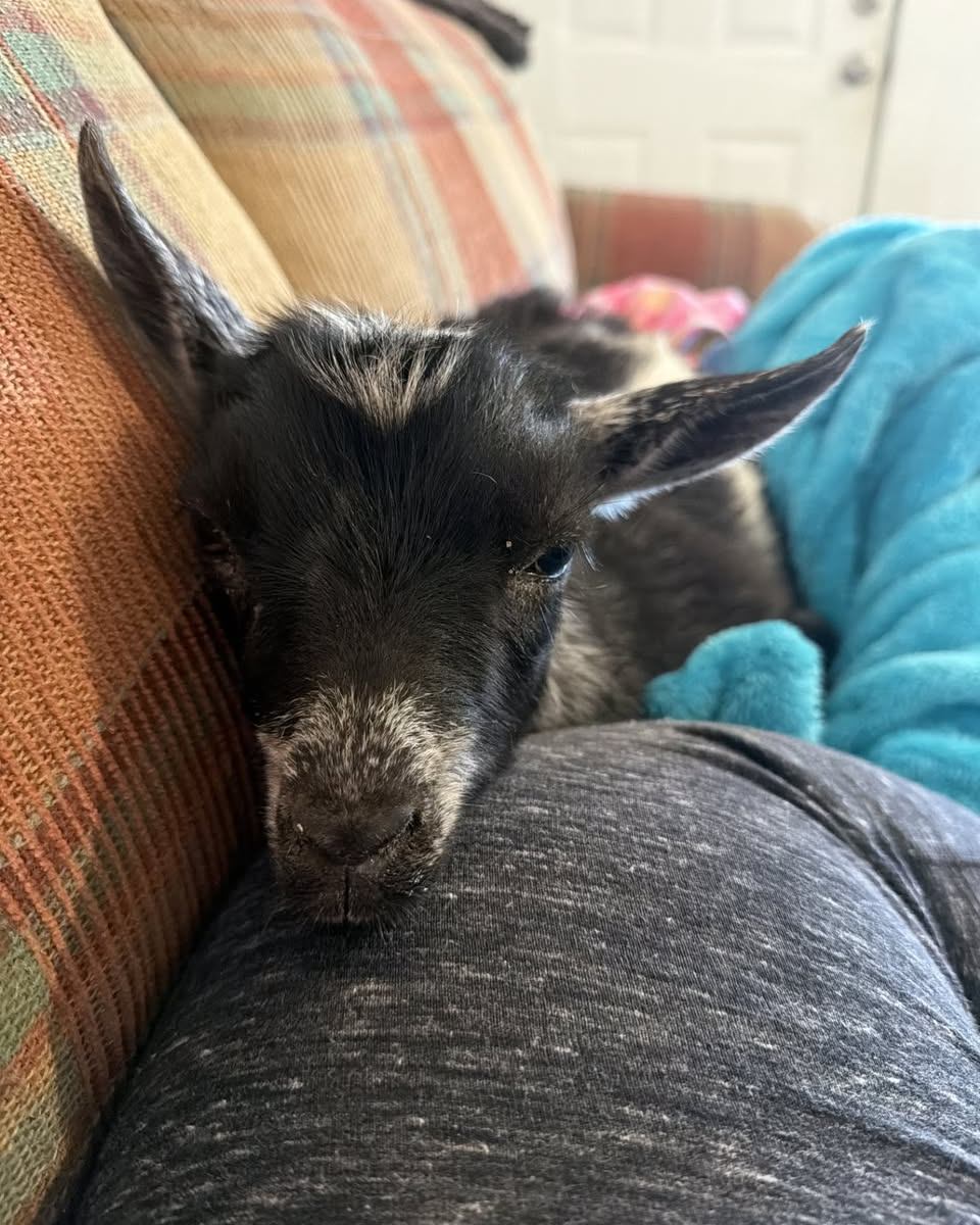 Dog, cats, bunnies, and goats, oh my! Happy National Pet Day. Celebrate the joy pets bring every day, and keep your message clear of restricted terms like best or protect.