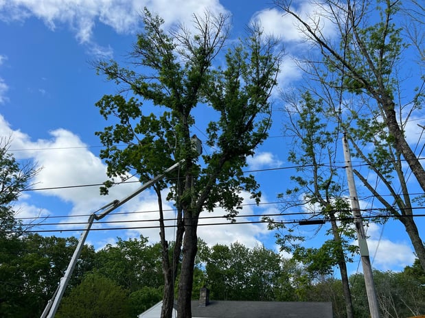 Images Yankee Tree Service