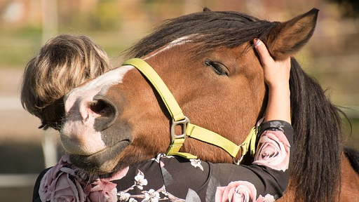 Bilder Horse-Health-Management