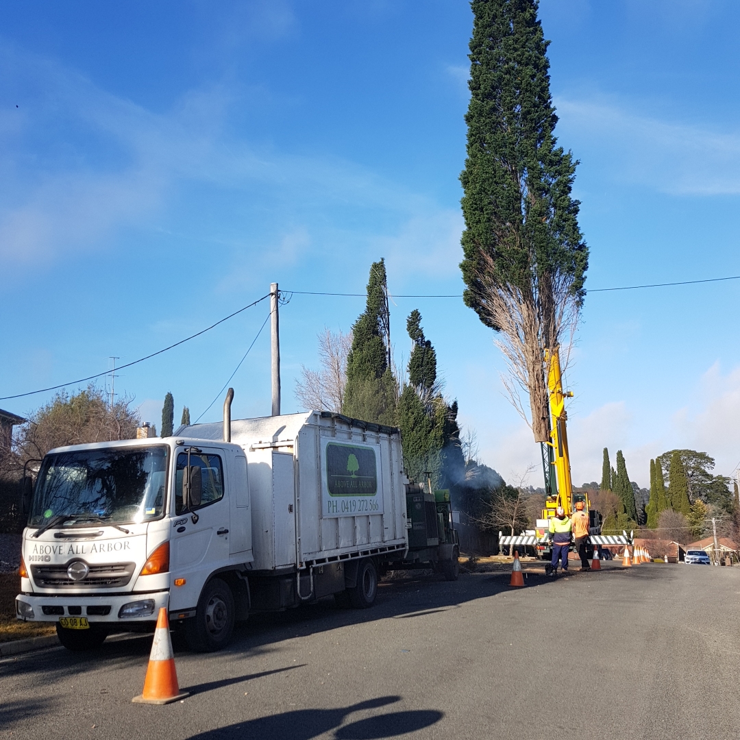 Images Above All Arbor