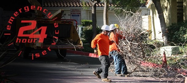 Images Newbury Park Tree Service