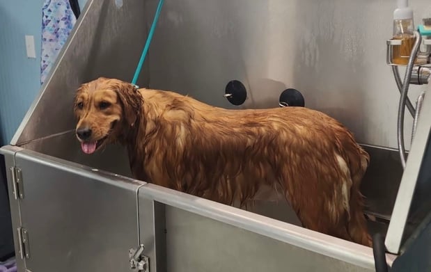 Images Dragonfly Dog Grooming LLC