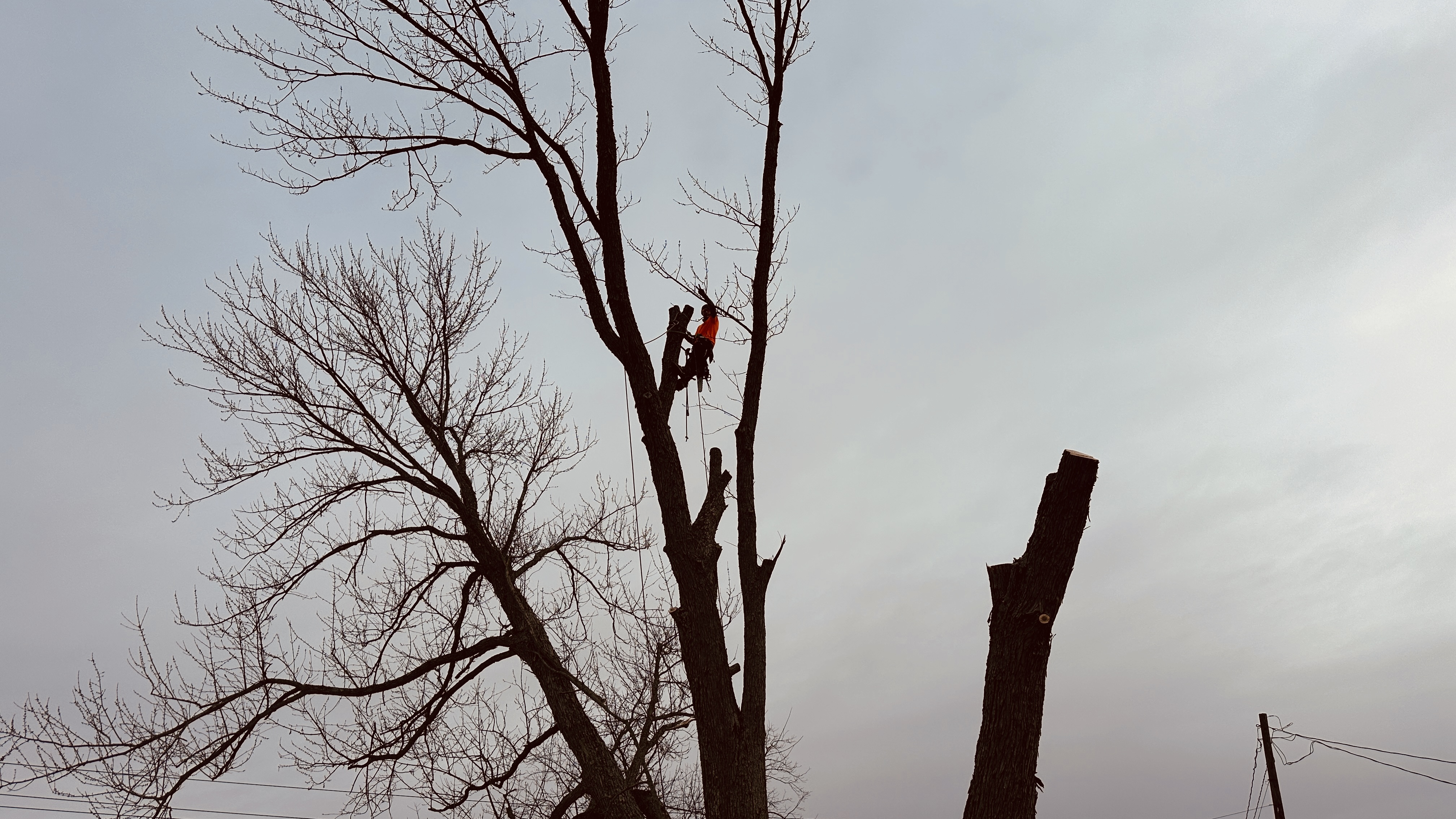 A lone tree trimmer wearing an orange vest and hard hat is suspended by ropes high up in a large, bare tree, actively pruning its branches. The sky is overcast and a lighter grey, with the silhouette of the tree and its branches starkly contrasted against it. To the right, a section of the tree has been heavily trimmed, leaving a thick, cut stump. In the distance, a wooden utility pole with wires is visible.