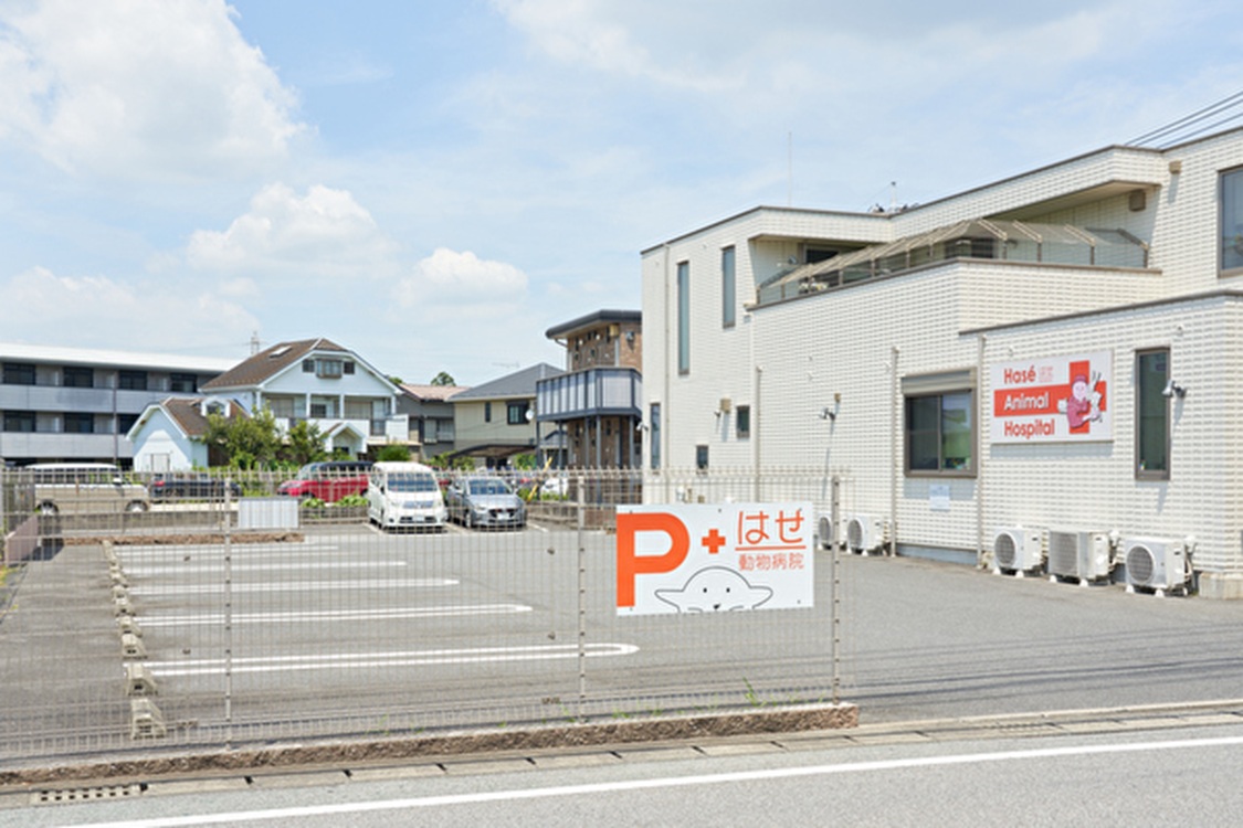 Images はせ動物病院 千葉どうぶつ軟部外科センター