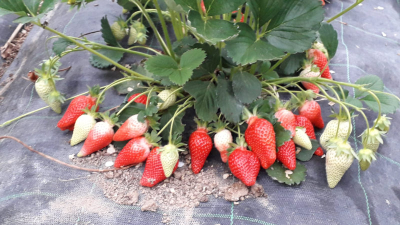 Images Azienda Agricola Barone