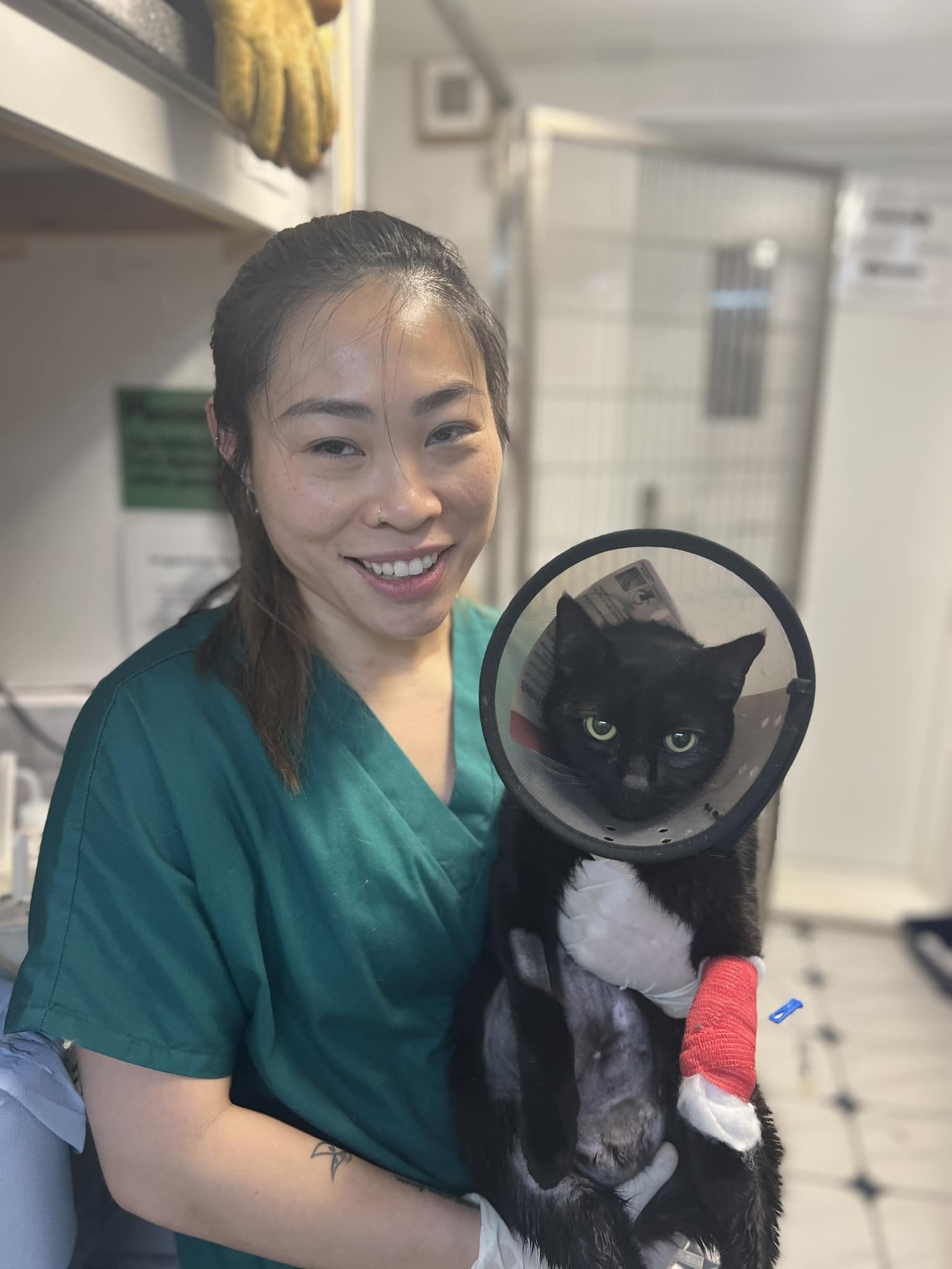 Images Streatham Hill Veterinary Surgery