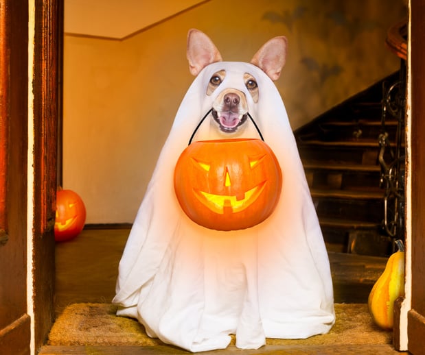 Images Great Outdogs