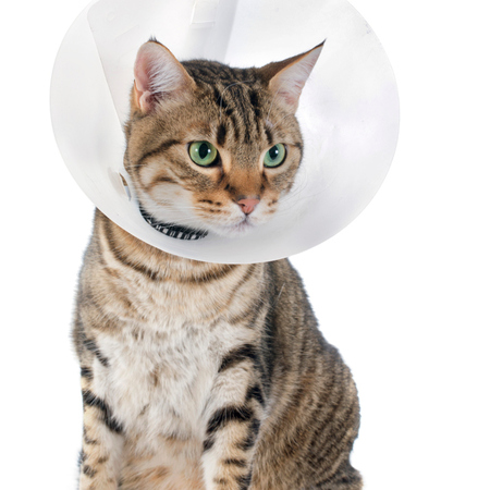 When your pet is in need of vet surgery, we start by performing a consultation to determine the medical issue and coming up with a plan. When your pet is in need of vet surgery, we start by performing a consultation to determine the medical issue and coming up with a plan.