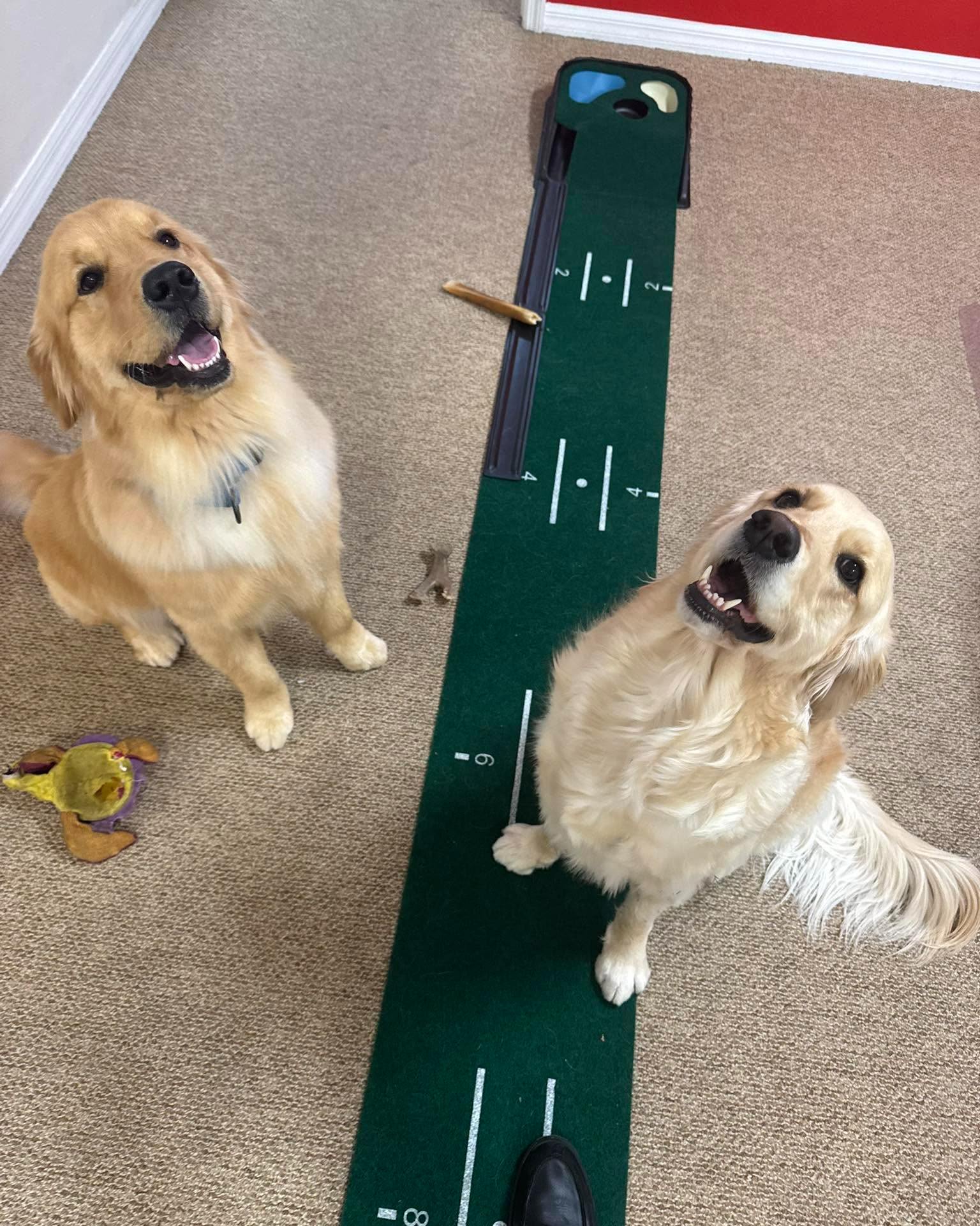 Happy Thursday from our resident golden, Eleanor, and our guest golden, Maui. They are spreading smiles around the office today. Stop by, say hello, and enjoy a visit with our furry friends.