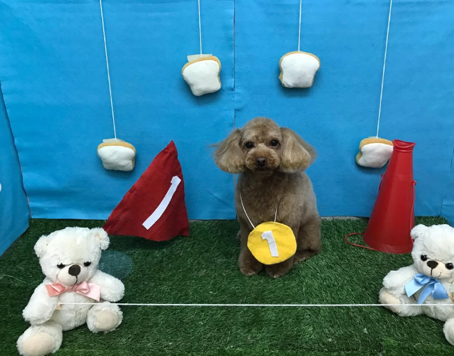 Images ペットショップ 犬の家