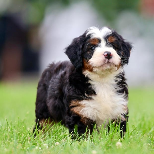 Images Berry Patch Puppies LLC