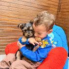 Puppies Direct Image