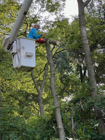Images Acme Tree Service