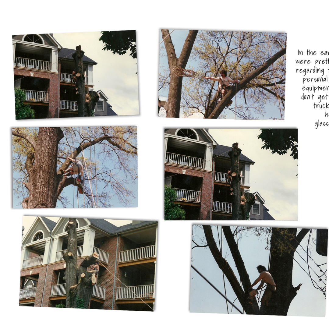 Heartwood West Tree Service Image