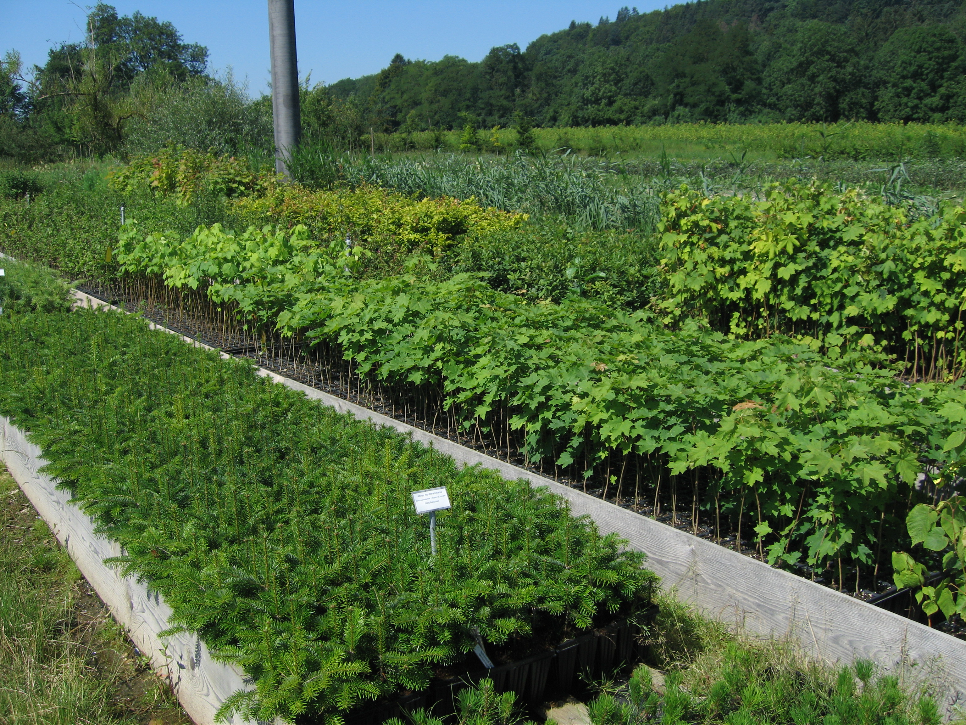 Emme Forstbaumschulen AG, Schachen 9 in Wiler b. Utzenstorf
