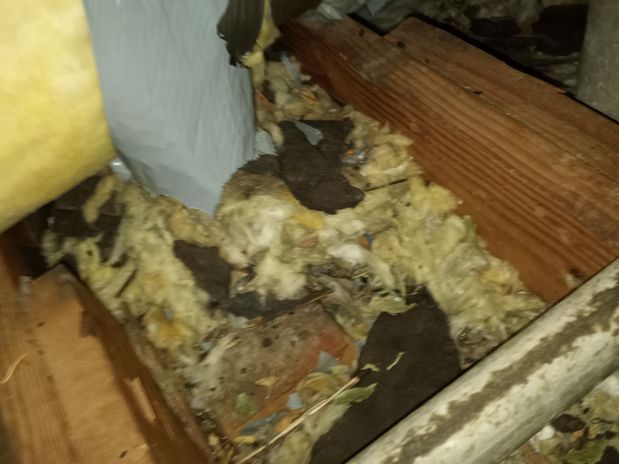 Images Rodent Solution