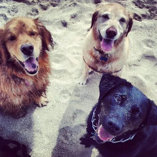Images Tails Up Pet Care