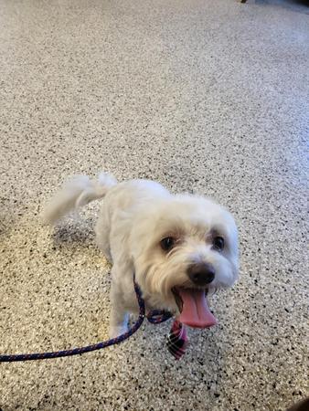 Images Well Groomed Pets McAllen