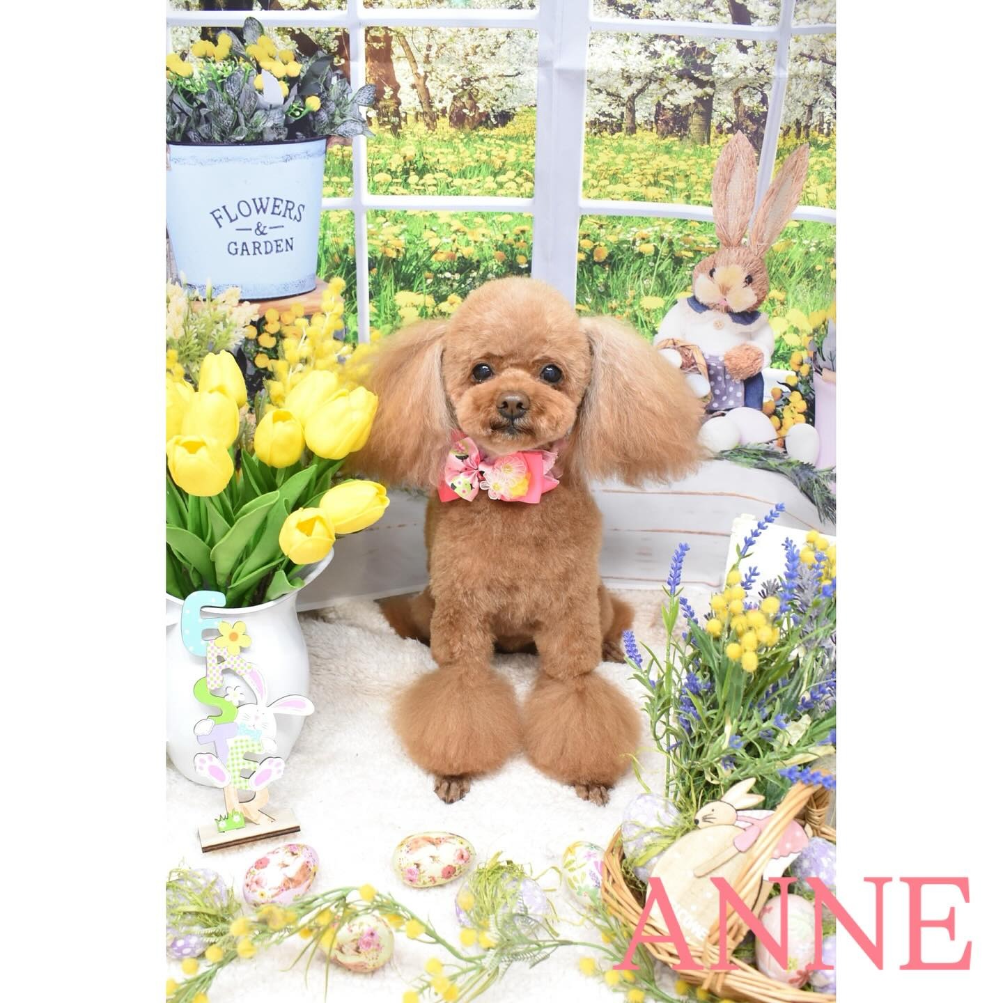 Images わんわんスタイルANNE