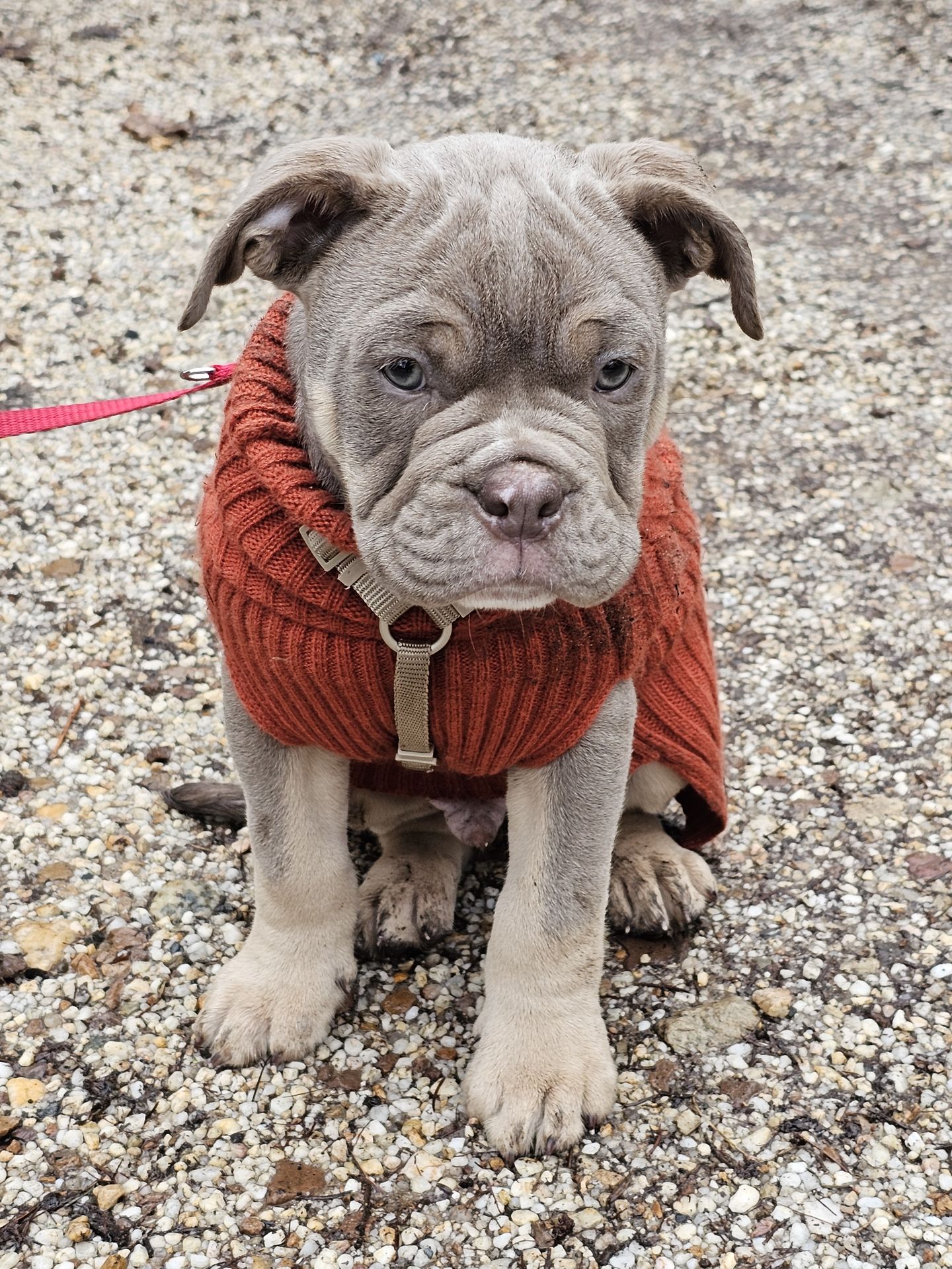 Hundeschule Daniel Paira, Wörbesgarten 2c in Eppstein