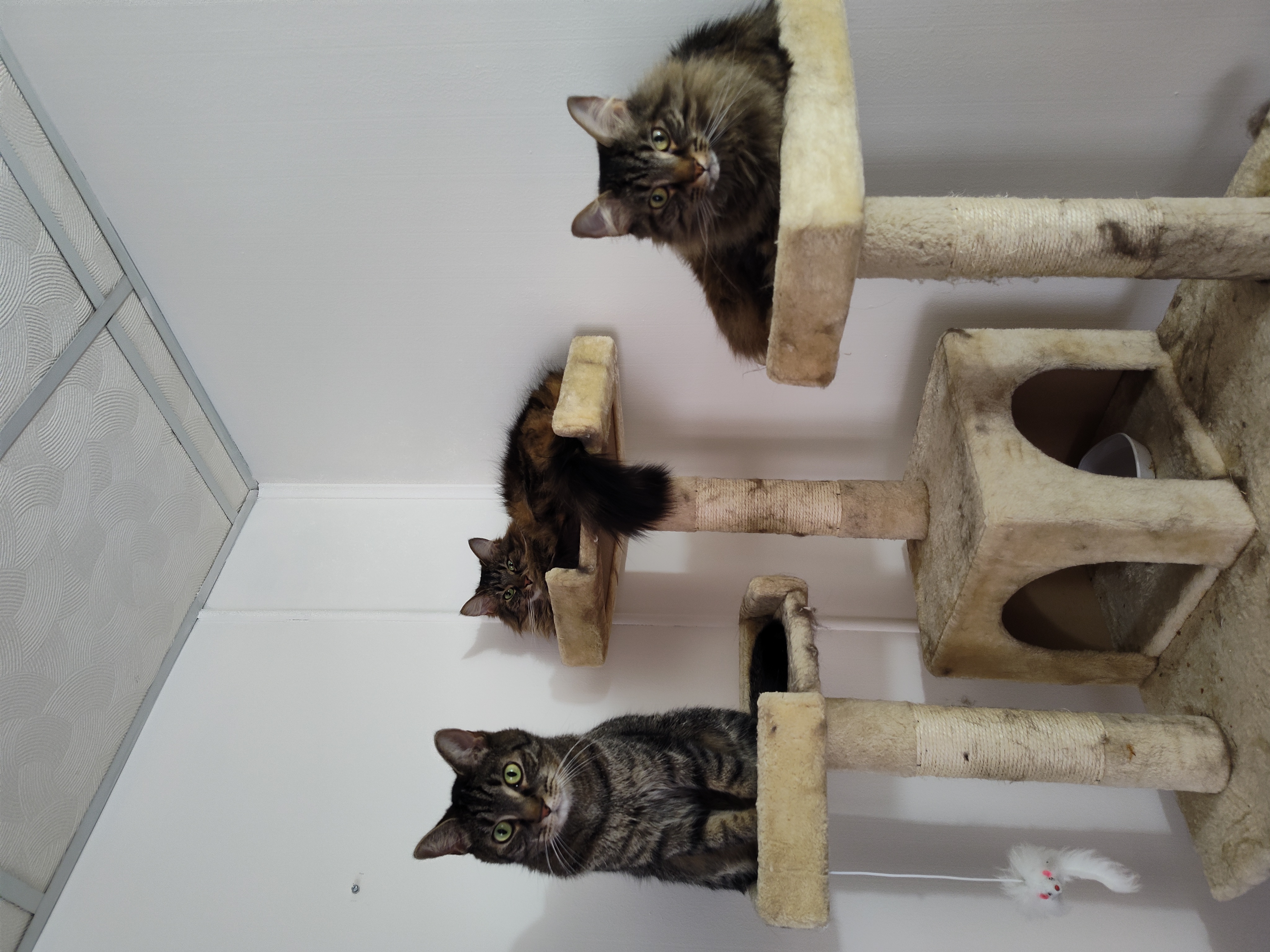 Multiple furry cat clients at CiyVet | Carmel