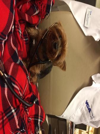 Images VCA Bridgeport Animal Hospital