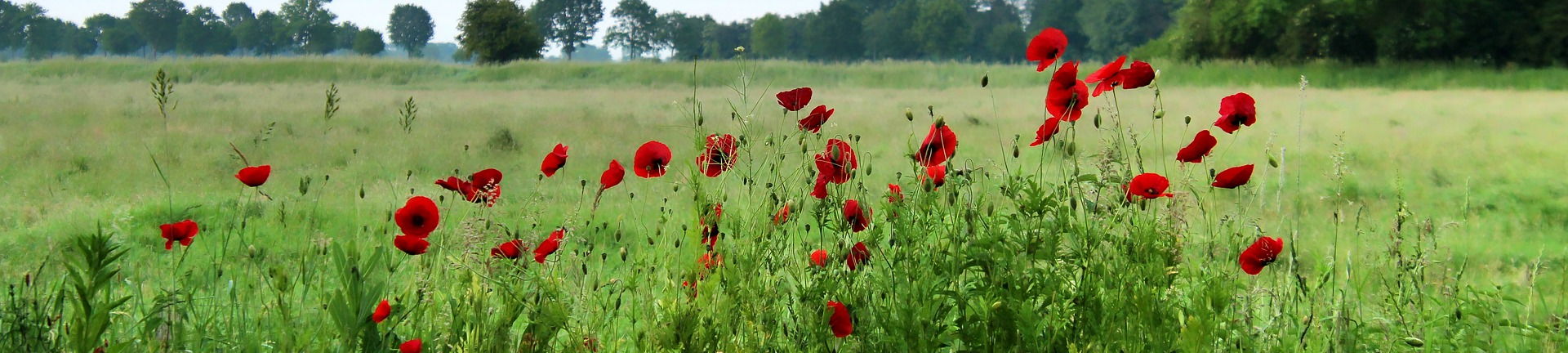 Bild 1 Bestattungshaus Hansen - Erdbestattung - Seebestattung - Feuerbestattung - Naturbestattung in Wismar
