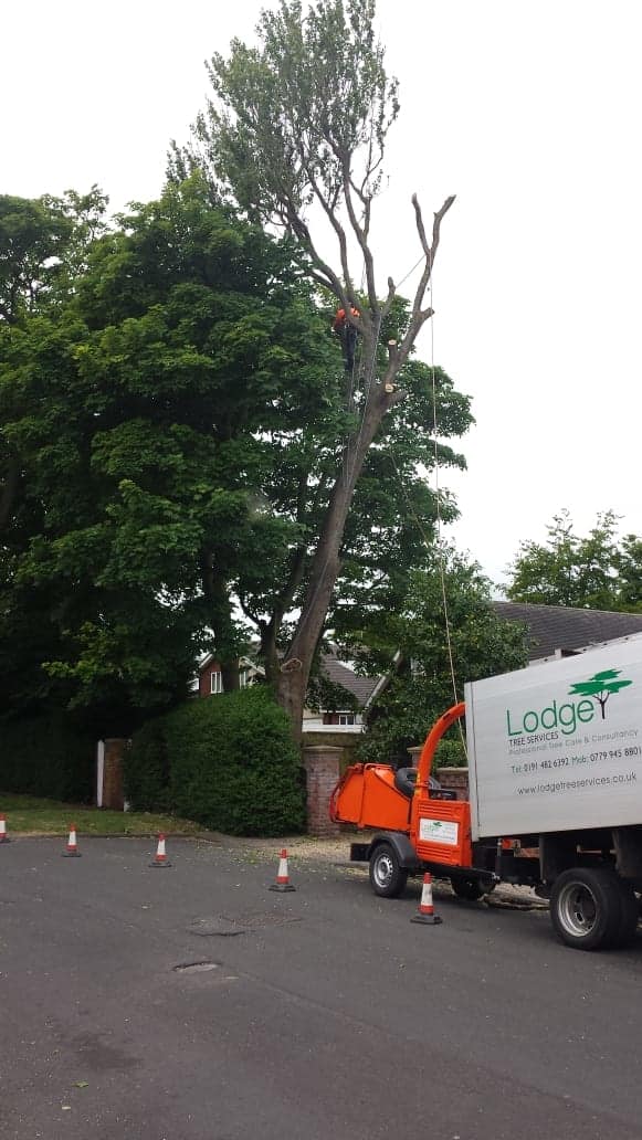 Images Lodge Tree Services