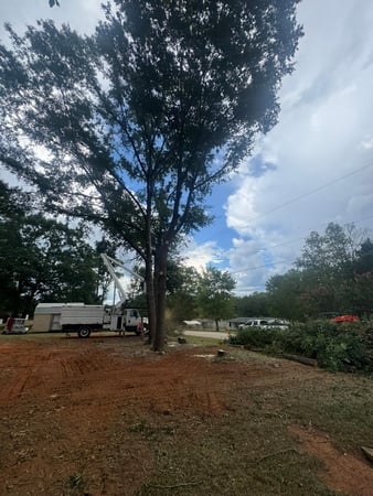 Images HMP Tree LLC