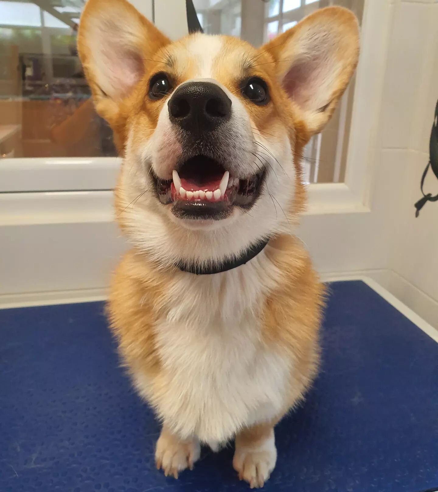 Images The Black Poodle Groom & Care S.L.