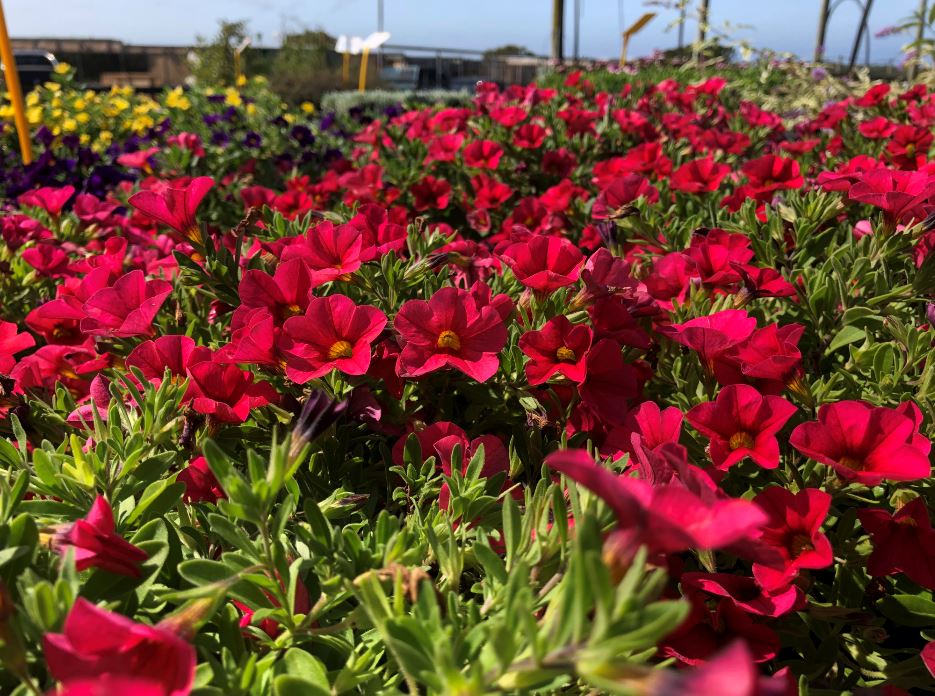Images Glenvue Nursery