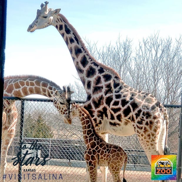 Images Rolling Hills Zoo