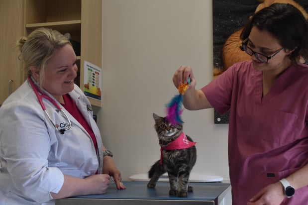 Images CityVet Veterinary Clinic & Urgent Care